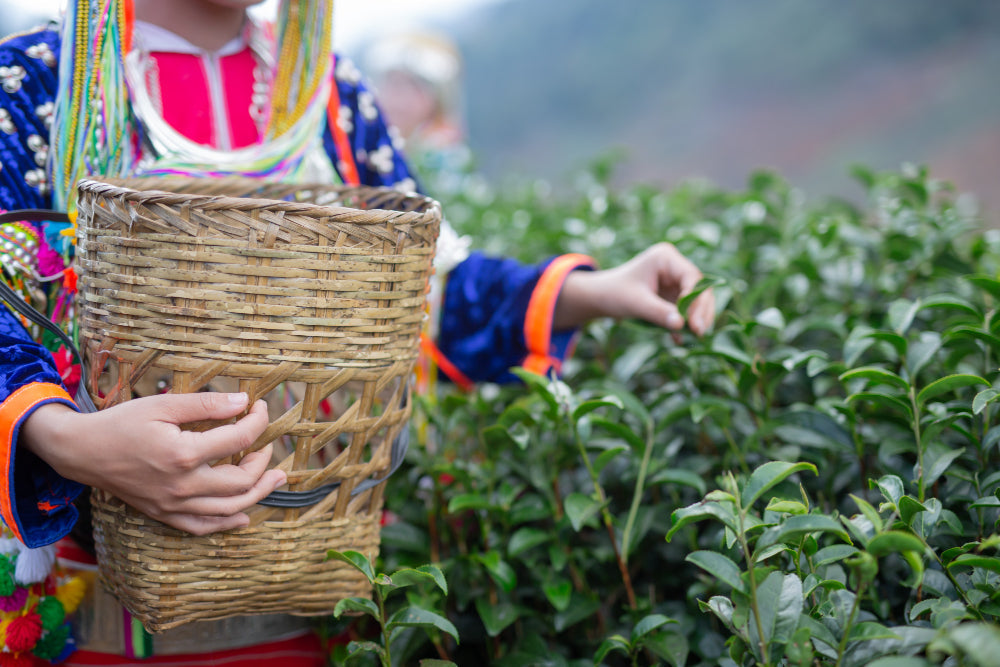 Assam vs. Darjeeling: What’s the Real Difference Between India’s Most Famous Teas?