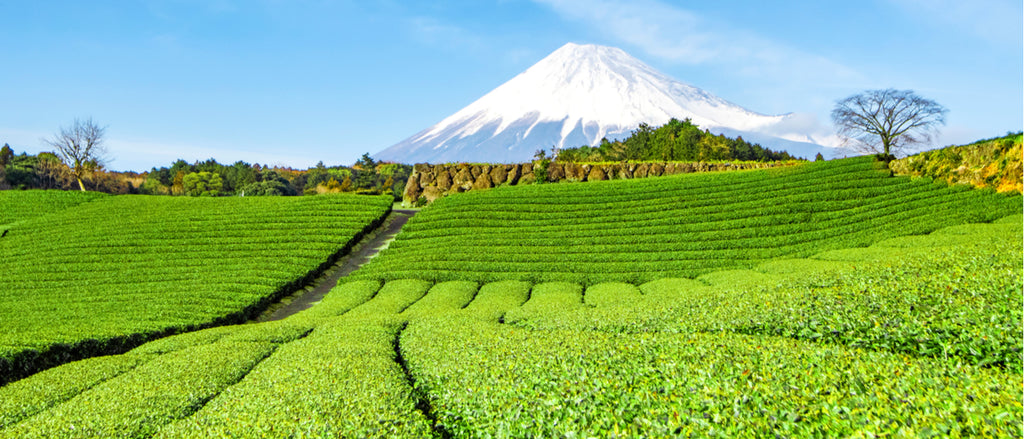 Mount Fuji and green tea plantation