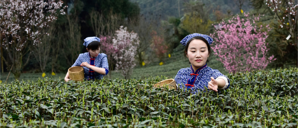 Two Chinese females with baskets plucking loose leaf tea