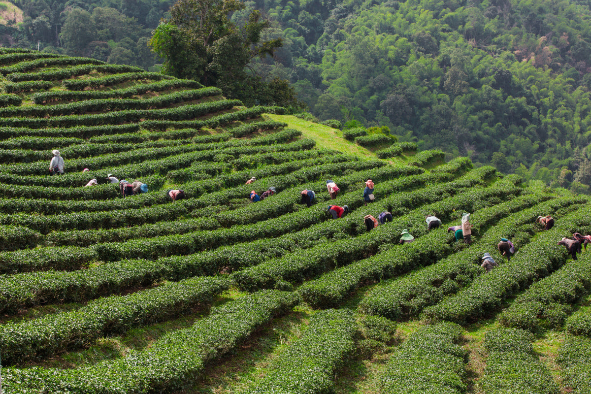Darjeeling Black Tea Benefits: A Closer Look at This Distinctive Brew