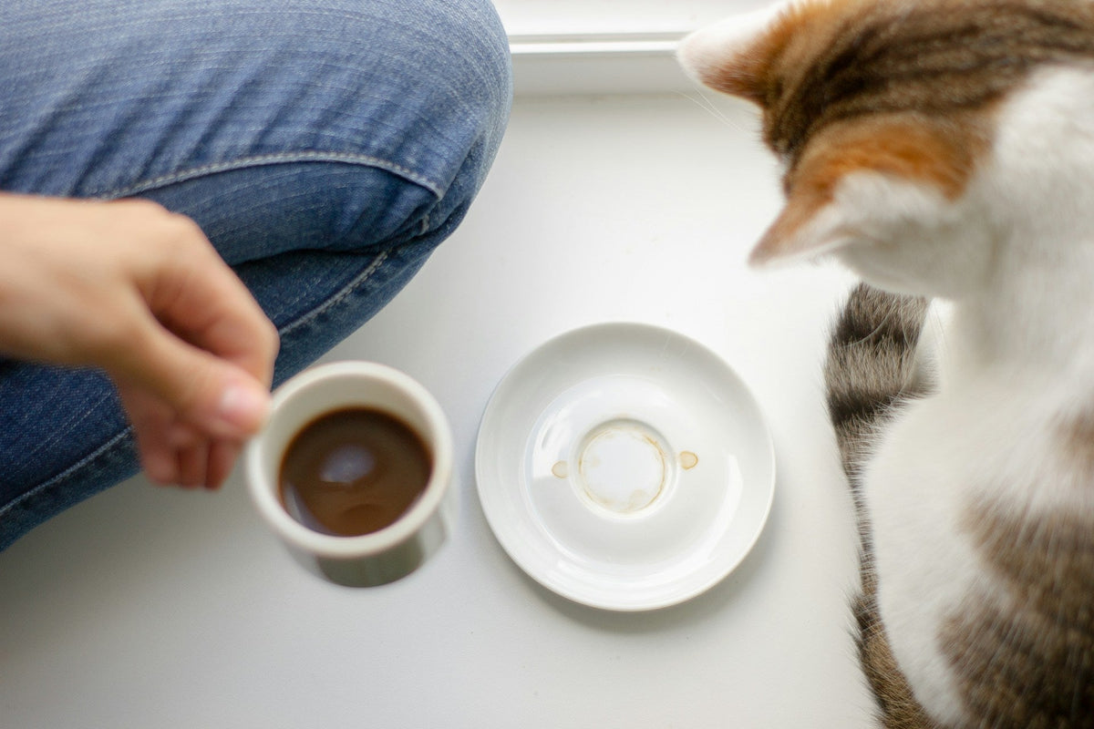 Did You Know the World’s Most Expensive Coffee Comes from Cat Poop?
