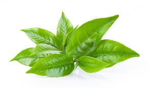 Tea Gift Card