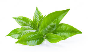Assam Tea - Ceylon Tea - Darjeeling Tea