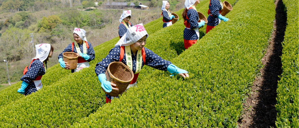 Seven Japanese female green tea pickers with baskets