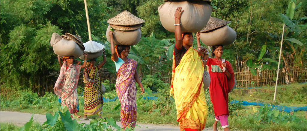 Female black tea pickers returning from tea plantation