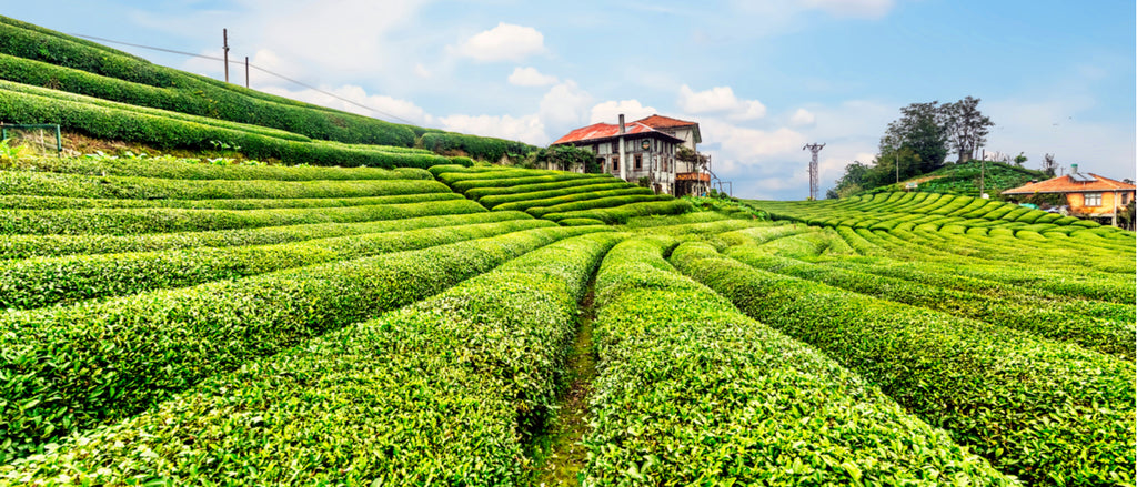 Assam loose leaf tea plantation