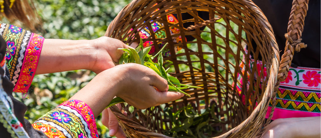 Hands picking picking loose leaf tea into basket