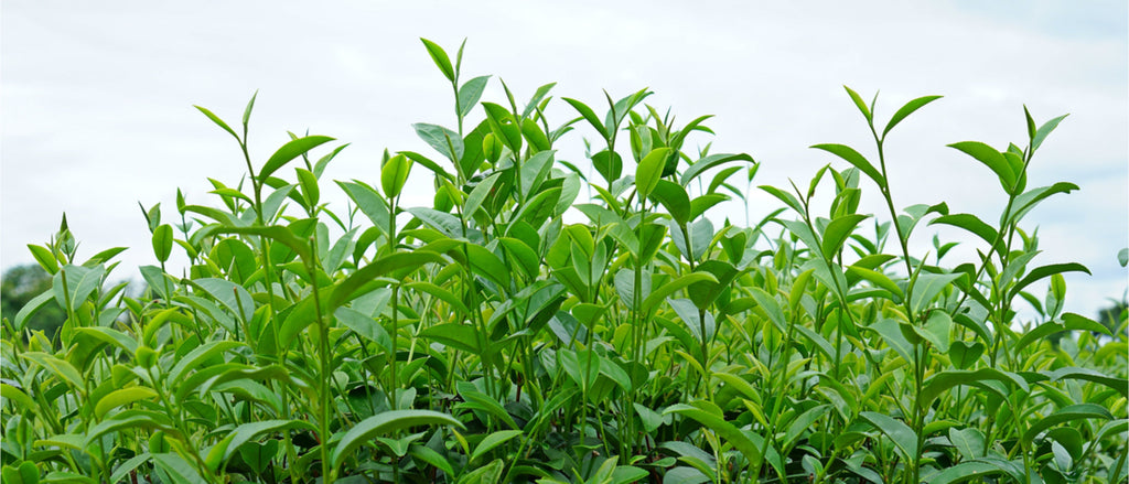 Close up image of green tea plants