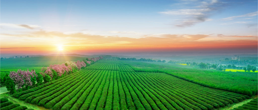 Sun rising over large green tea and black tea plantation